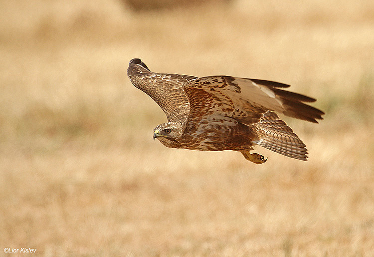   . Steppe Buzzard  Buteo buteo vulpinus.                   Yotveta,Arava Valley,Israel .   May 2010    Lior Kislev     